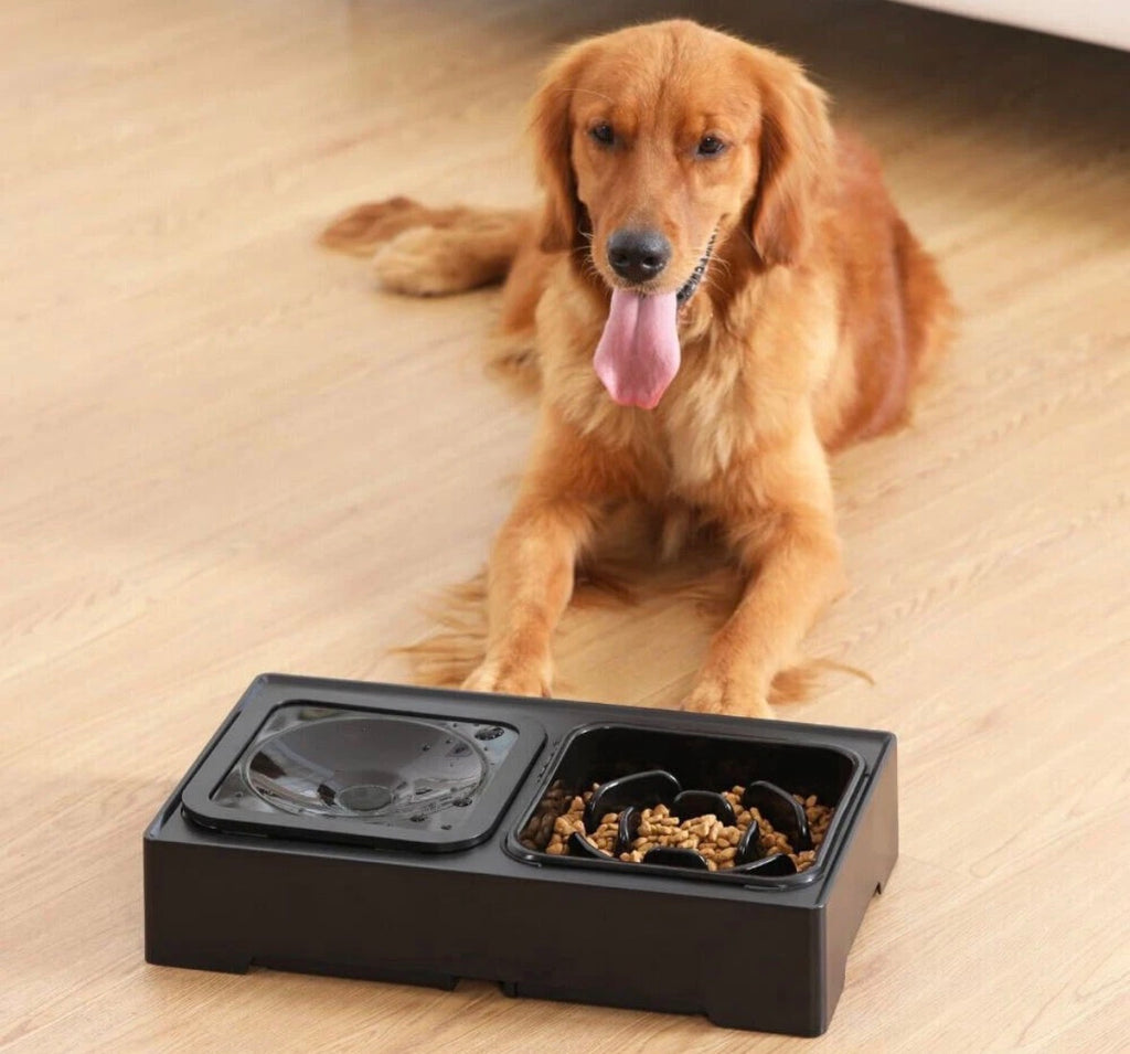 Raised Dual Dog Bowls